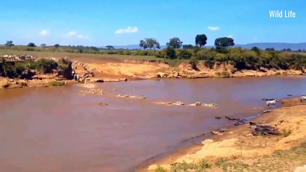 Epic Animal Fights Lion vs Giraffe – The Ultimate Battle!