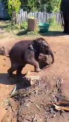 Baby Elephant 🐘 playing 💚😂 _elephat _animals(360P)