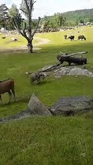 Cute Baby Elephant Trips While Playing With Birds(360P)