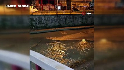 Zonguldak'ta su samuru kameralara takıldı