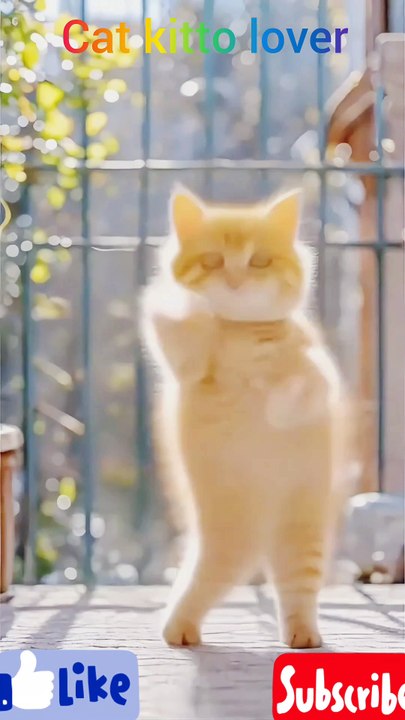 Cat kitto lover