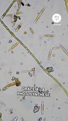 Les océans menacés par les GES ?