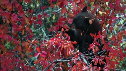 Black Bears: The Most Common Bear in North America