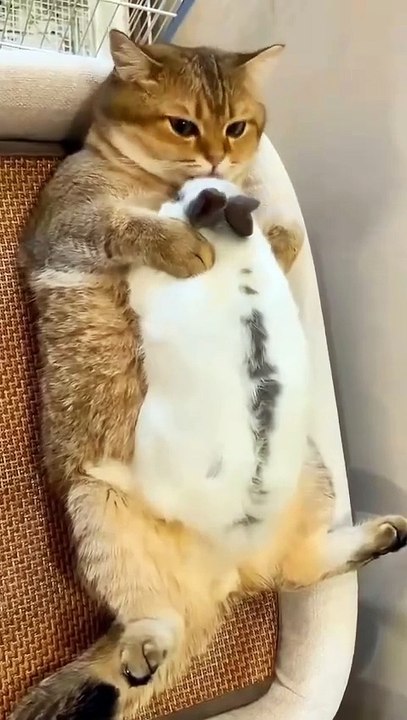 🐾✨ Welcome to the adorable world of **CatsAndBunnies**! 🐇🐱 In this video