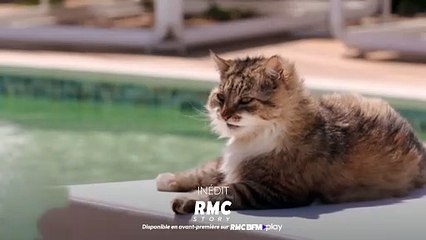 La vie secrète des chats