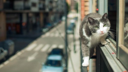 La vie secrète des chats