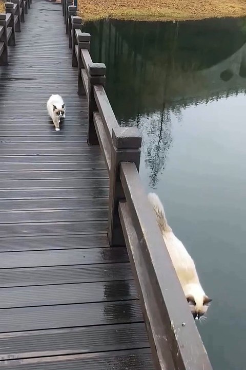 Cute cat 😼😂#cat #viralvideo #animals