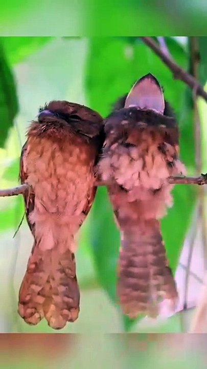 little cuties