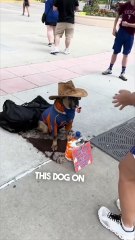 This dog is way too smart