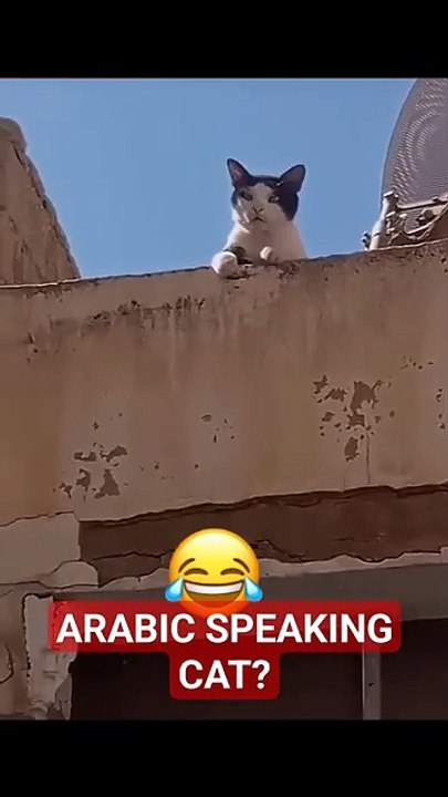 Arabic Speaking Cat | funny videos | cat