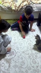 Çocukların oyununa dahil olup eğlenen kedi 😹