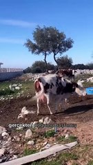 Çamaşır asmaya çıktığı esnada beklenmedik bir şekilde buzağının ebesi olan kadın 😊