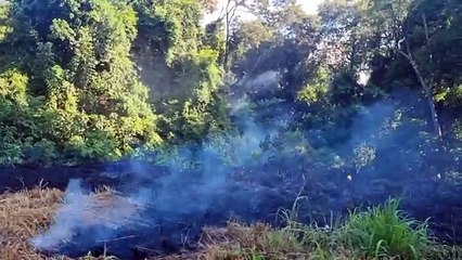Incêndio em área de vegetação é combatido pelo Corpo de Bombeiros