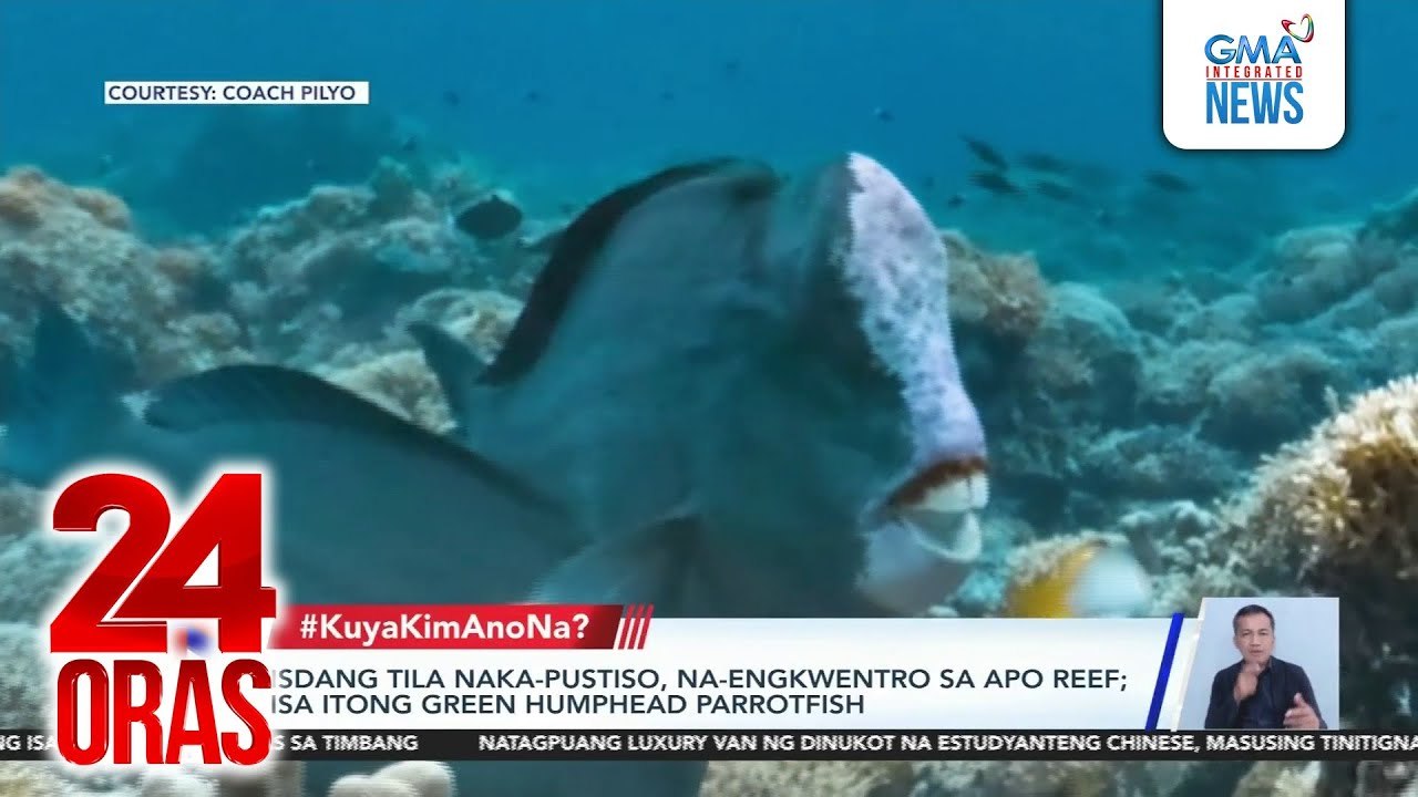 #KuyaKimAnoNa? - Diver, naka-engkwentro ang isdang tila naka-pustiso; Mahigit 1,000 residente ng Maranhao, Brazil, apektado ng sinkhole; Asteroid 2024 YR4, 'di na banta sa ating planeta; Disenyong tampok sa ating passport 'pag... | 24 Oras