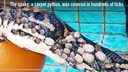 Rescued Python Covered In Hundreds Of Ticks