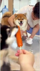 The thief in the day is a dog, but the thief in the hand is also a dog🤣