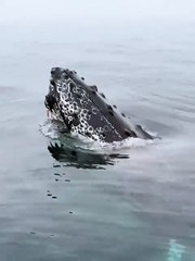 BALLENA JOROBADA EN SAMANA