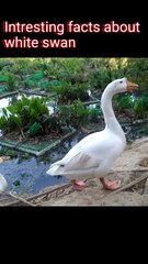 🦢Sharing some interesting facts about the elegant white swan ✨
