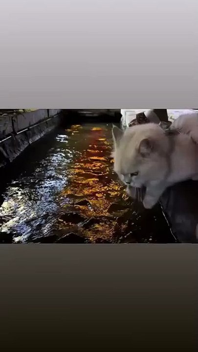 Mutiger Hund holt den Ball! 20250302