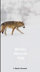 Lupi sulla neve in Abruzzo, lo spettacolare video inedito dello zoologo Paolo Forconi