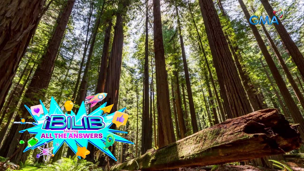 iBilib: The world's tallest tree and largest living organism!