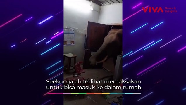 Gajah Masuk Rumah Warga, Reaksi Pemilik Rumah Jadi Sorotan