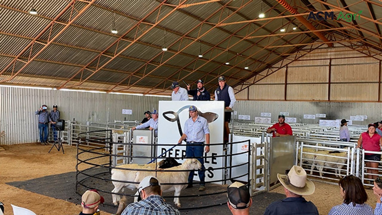 Top-priced ram selling at Deepdale Dorpers, Merrinee, Vic