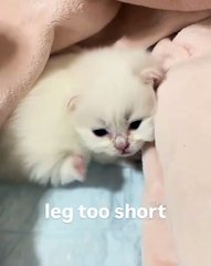 🐾 Welcome to the ultimate showcase of #PetsOfInstagram! 🎉 In this heartwa