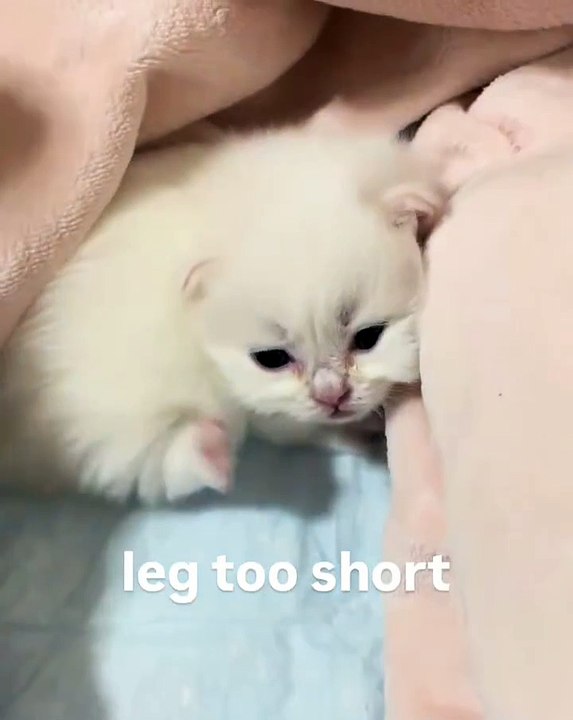 🐾 Welcome to the ultimate showcase of #PetsOfInstagram! 🎉 In this heartwa