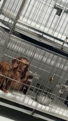 Puppy Smartly Unlocks Her Crate's Door and Runs Out