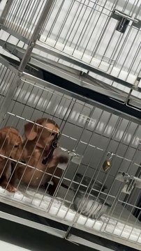 Puppy Smartly Unlocks Her Crate's Door and Runs Out