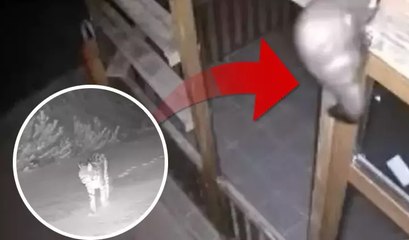 İzleyince şaşkına döndüler: Bağ evine girmeye çalışırken görüntülendiler