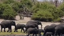 Chobe National Park, Botswana- Short