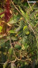 Bardia National Park, Nepal- Short