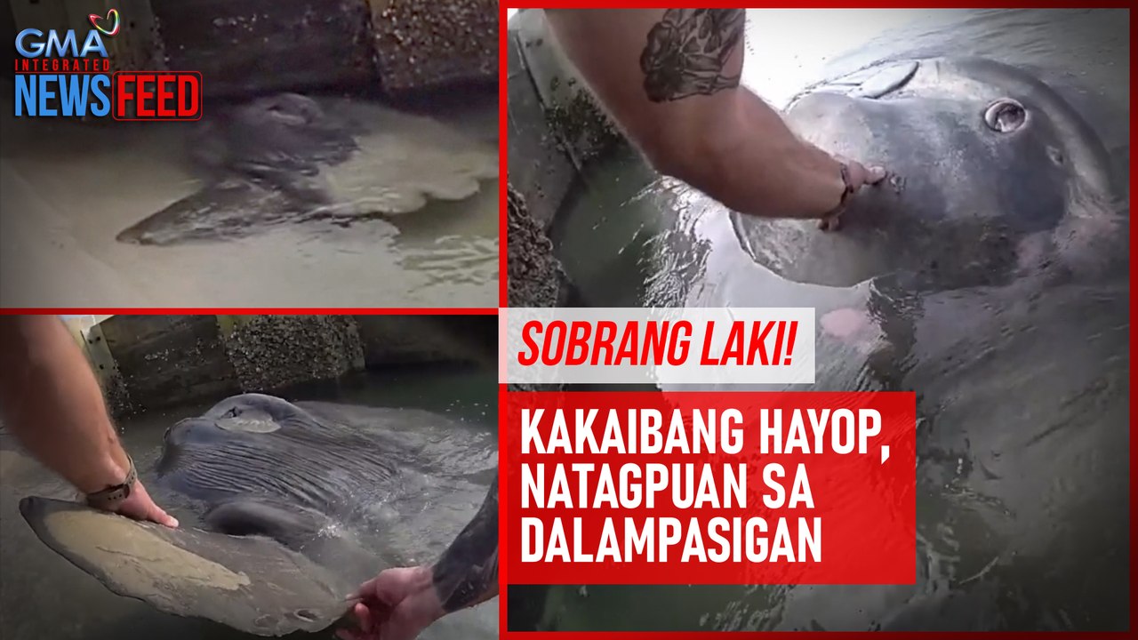 SOBRANG LAKI! Kakaibang hayop, natagpuan sa dalampasigan | GMA Integrated Newsfeed