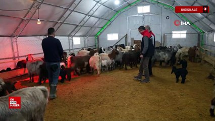 Kırıkkale'de şehir hayatını bıraktı, köyünde hayvancılığa başladı