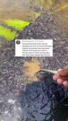 Bibit lele gagal adaptasi, begini cara mengatasinya