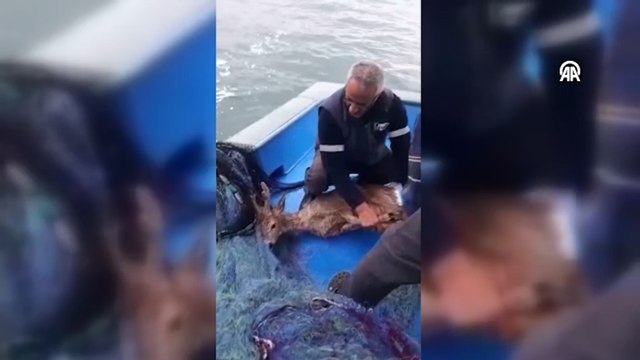 Hopalı balıkçılar denizdeki karacayı ağlarıyla kurtardı