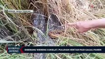 Diserang Wereng Cokelat, Puluhan Hektar Padi Gagal Panen