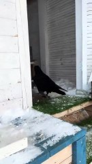 This raven uses sticks as tools to get dinner!