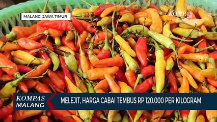 Kualitas Buruk, Harga Cabai Tembus Rp 120 Ribu Per Kilogram
