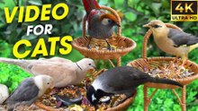 Chirping Companions Relaxing Bird Video For Cat Entertainment - CatTV Central