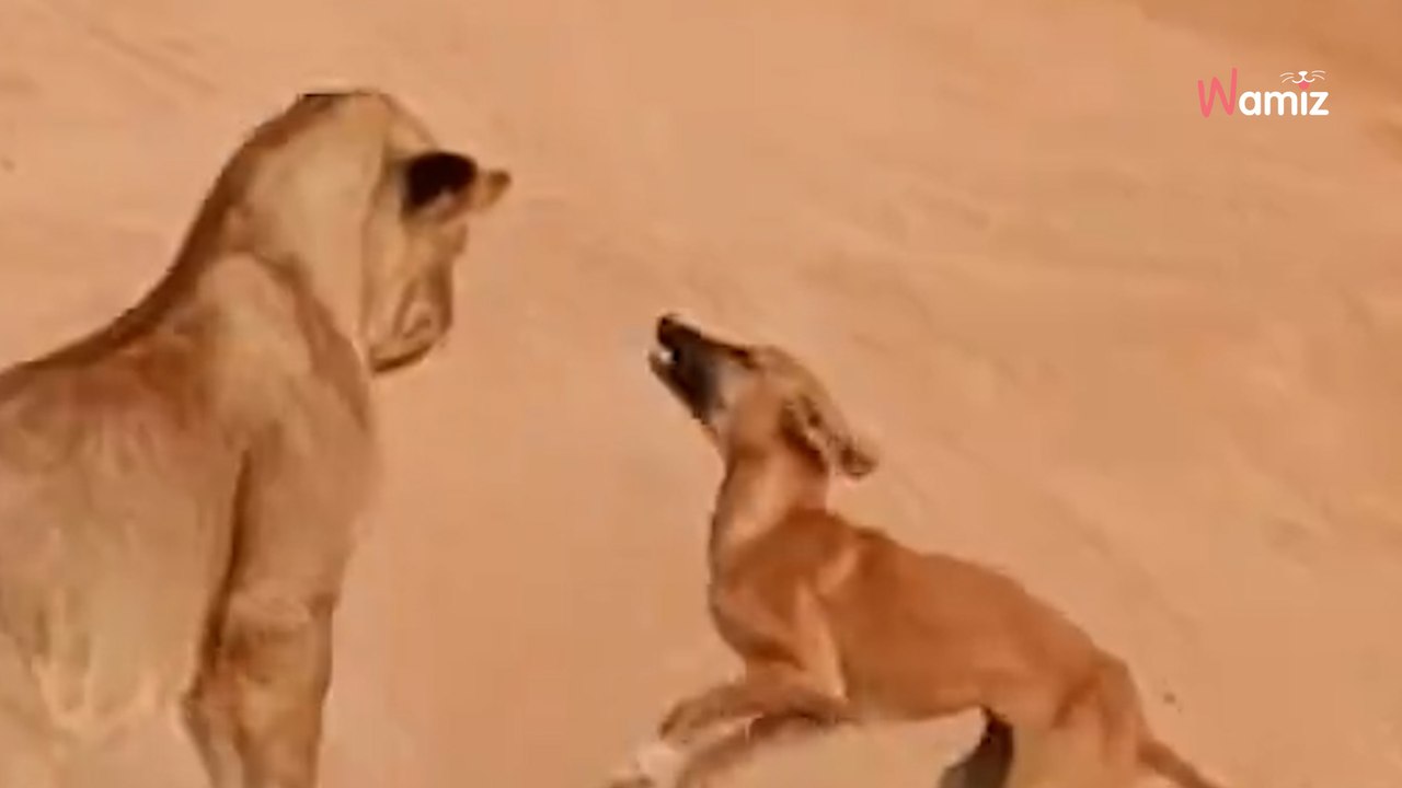 Safari-Touristen halten die Luft an: Plötzlich greift ein Hund die Löwen an (Video)