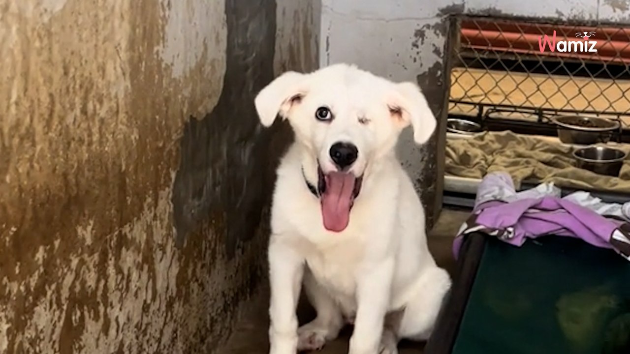 Ein Welpe kommt ins Tierheim: 432 Tage später ist er kaum wiederzuerkennen (Video)