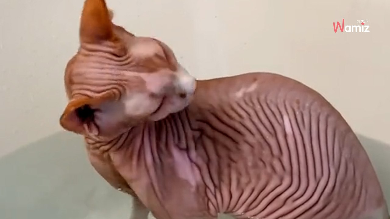 Katze macht etwas besonderes in der badewanne: millionen stehen kopf