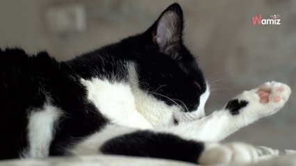 Leur chat se faufile sur le balcon dans la soirée : en pleine nuit, il fait une chute du 11ème étage