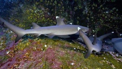 Isole del Pacifico, scompiglio nell'oceano