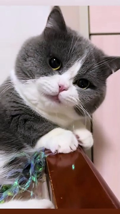 Welpe entdeckt Schnee! 20250303