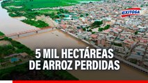 Río Tumbes se desborda: Reportan pérdida de al menos 5 mil hectáreas de arroz