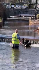 cygnet rescue at Dawlish